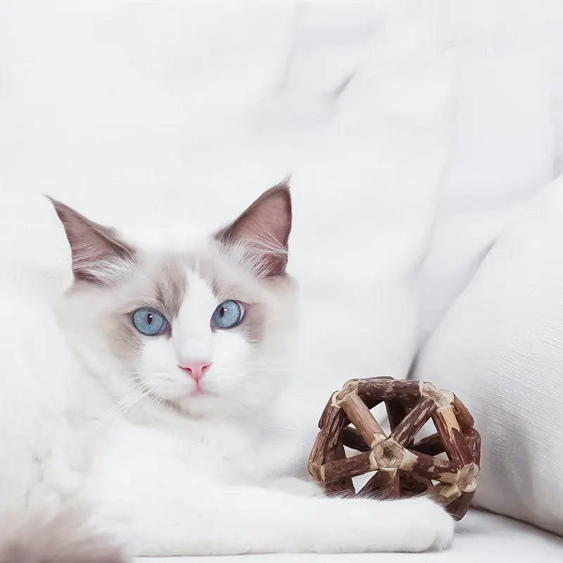Natural Wood Dental Ball with Bell & Catnip